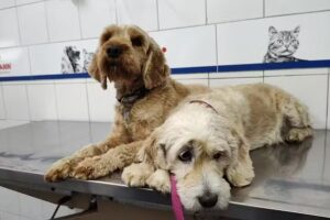 Centro Asistencial Veterinario del Norte