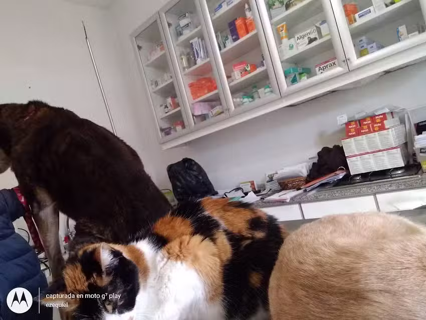 Centro Asistencial Veterinario