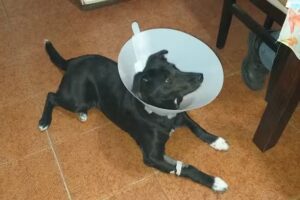 Centro De Esterilizaci&oacute;n Edecom