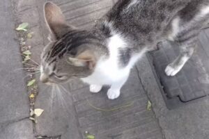 Centro de Esterilizaciones