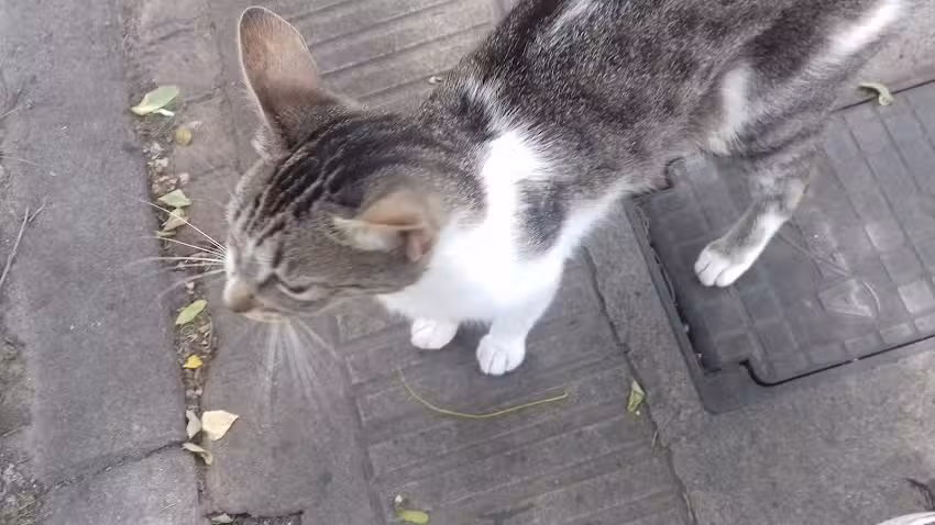 Centro de Esterilizaciones