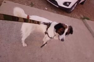 Centro De Sanidad Animal