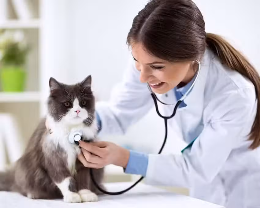 Centro Integral de Diagnostico Veterinario
