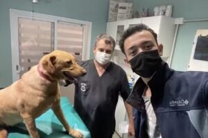 Centro Integral M&eacute;dico Veterinario Mi Ba-Bau