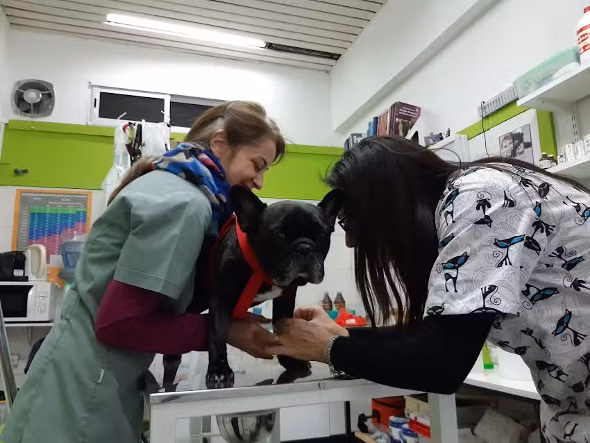 Centro Integral Veterinario DEL ALTO | Dra. Paola Paglilla