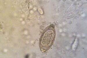 Centro M&eacute;dico Felino