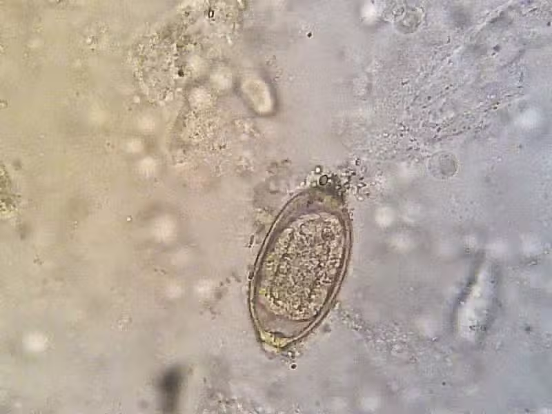 Centro M&eacute;dico Felino