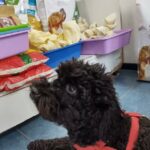 CENTRO M&Eacute;DICO VETERINARIO DE VICTORIA