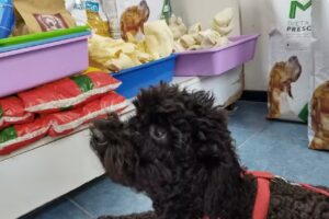 CENTRO MÉDICO VETERINARIO DE VICTORIA