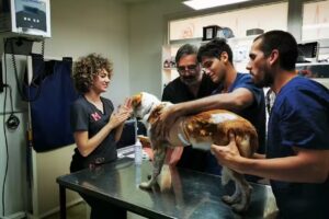 Centro m&eacute;dico veterinario La Angostura