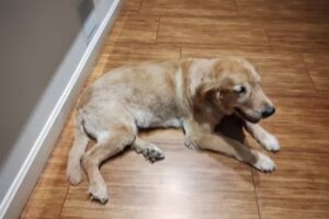 Centro Medico Veterinario la Horqueta SRL