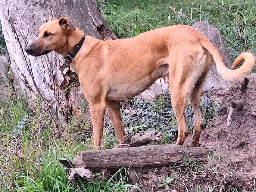 Centro m&eacute;dico veterinario Roca