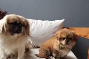 Centro Veterinario Berazategui (Veterinaria privada)