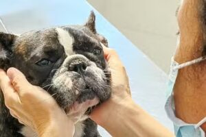 Centro Veterinario Criogen- Dr. Marcelo Herrera