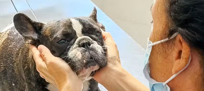 Centro Veterinario Criogen- Dr. Marcelo Herrera