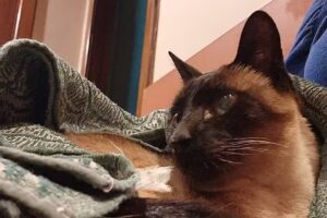 Centro Veterinario de Diagnóstico por Imágenes (CeVeDIm)