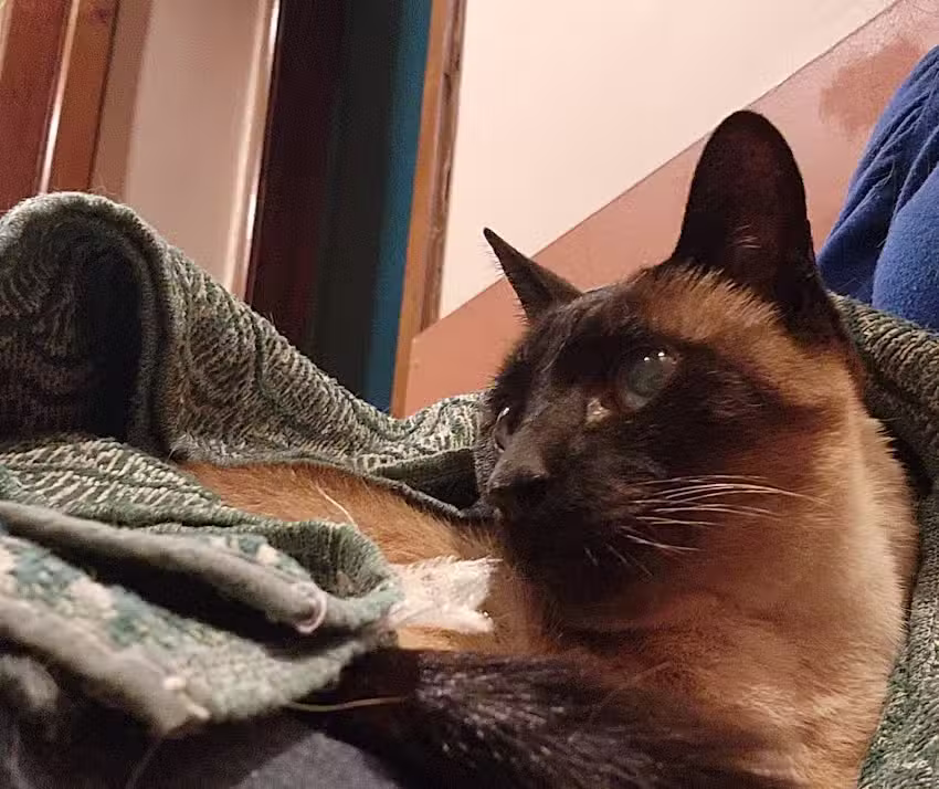 Centro Veterinario de Diagn&oacute;stico por Im&aacute;genes (CeVeDIm)