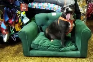 Centro Veterinario del Norte