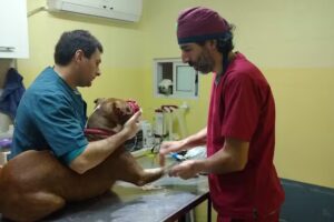 Centro Veterinario Divet