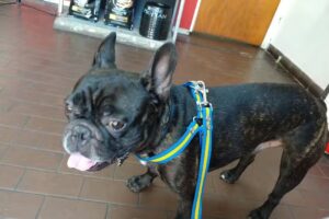 CENTRO VETERINARIO Dr. Diego E. Diaz