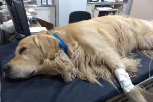 Centro Veterinario Dr. Jorge Blomberg