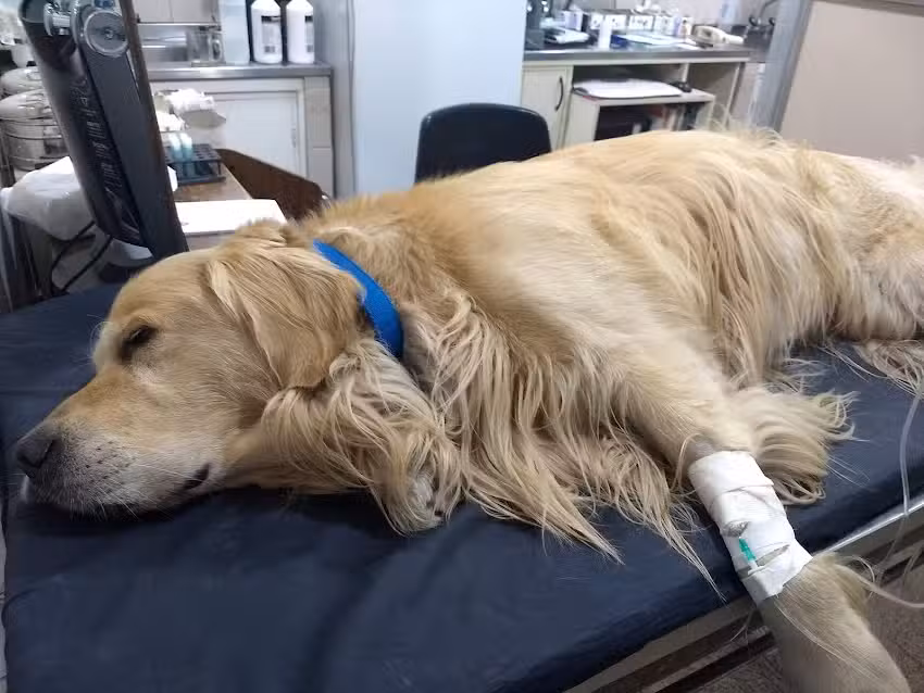 Centro Veterinario Dr. Jorge Blomberg