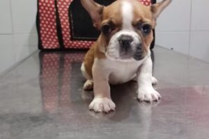 Centro Veterinario Graham Bell