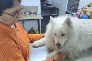 Centro Veterinario Integral