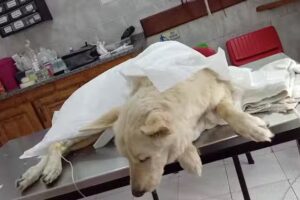 Centro veterinario integral Vida Animal