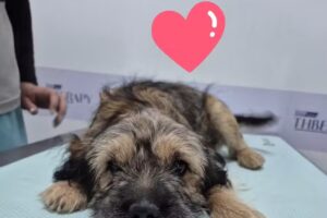 Centro Veterinario Plaza