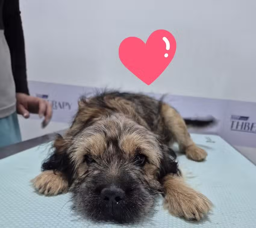 Centro Veterinario Plaza