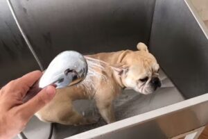 Centro Veterinario Saavedra