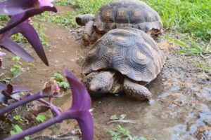 CIMA – Centro Integral de Medicina Animal