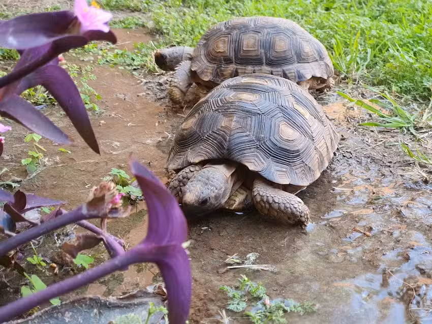 CIMA &ndash; Centro Integral de Medicina Animal