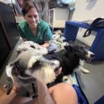 Civet &ndash; Cl&iacute;nica Integral Veterinaria