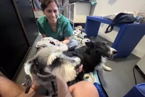 Civet – Clínica Integral Veterinaria