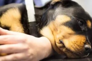 Civet clínica veterinaria