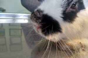 Clínica de Mascotas Dr. Basilio