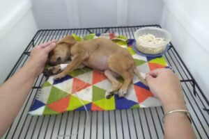 Cl&iacute;nica del Sol