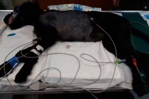 Cl&iacute;nica Quir&uacute;rgica Veterinaria Dr. Iannizzotto Gustavo