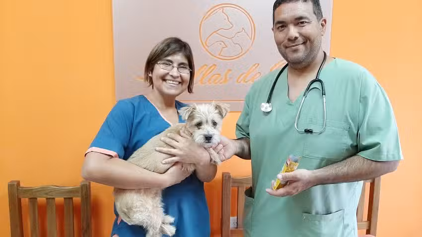 Cl&iacute;nica Veterinaria