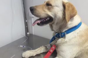 Clínica Veterinaria