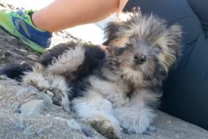 Clínica Veterinaria 9 de Julio