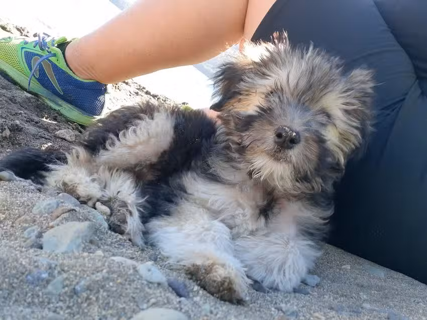 Cl&iacute;nica Veterinaria 9 de Julio