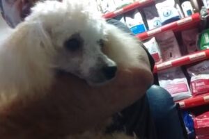 CL&Iacute;NICA VETERINARIA ABELLI