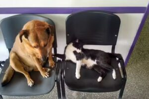 Cl&iacute;nica Veterinaria Alem