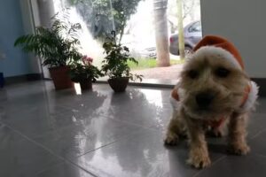 Clinica Veterinaria Ameghino