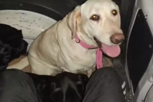 Clinica Veterinaria Andina