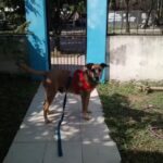 Cl&iacute;nica Veterinaria Animalia