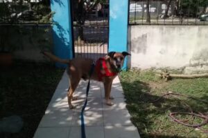 Clínica Veterinaria Animalia